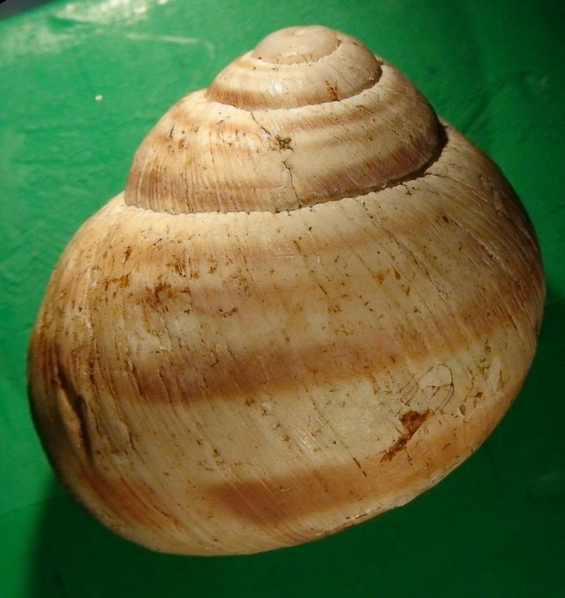 Helix (Helix) delpretiana Paulucci, 1878